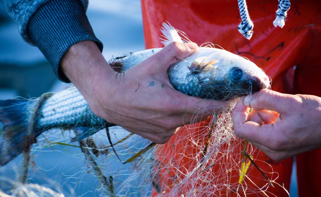 La pesca de arrastre libera millones de toneladas de CO2