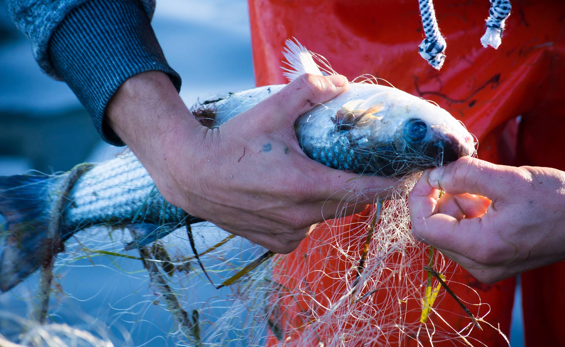bbva-pesca-arrastre-sostenibilidad-liberacion-toneladas-co2-oxigeno-gases-mar-oceanos-sector-embarcaciones La pesca de arrastre libera millones de toneladas de CO2
