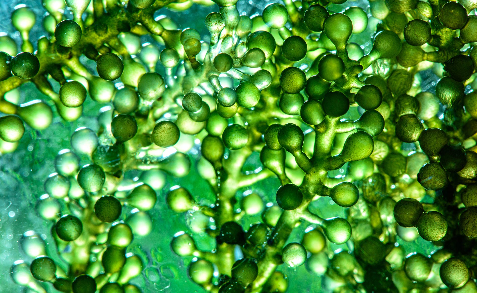 Biocombustibles-diferencias-biodiésel-bioetanol-sostenibilidad-maquinaria-industria-campo Biocombustibles: ¿Cuáles son las diferencias entre el biodiésel y el bioetanol?
