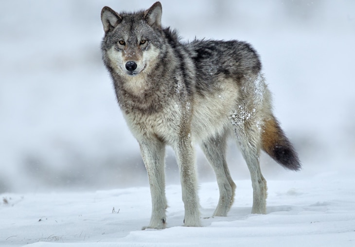 BBVA-limites-planetarios-sostenibilidad-fauna-animales-invierno-lobo-planeta Estos son los 9 límites planetarios y el estado en que se encuentran