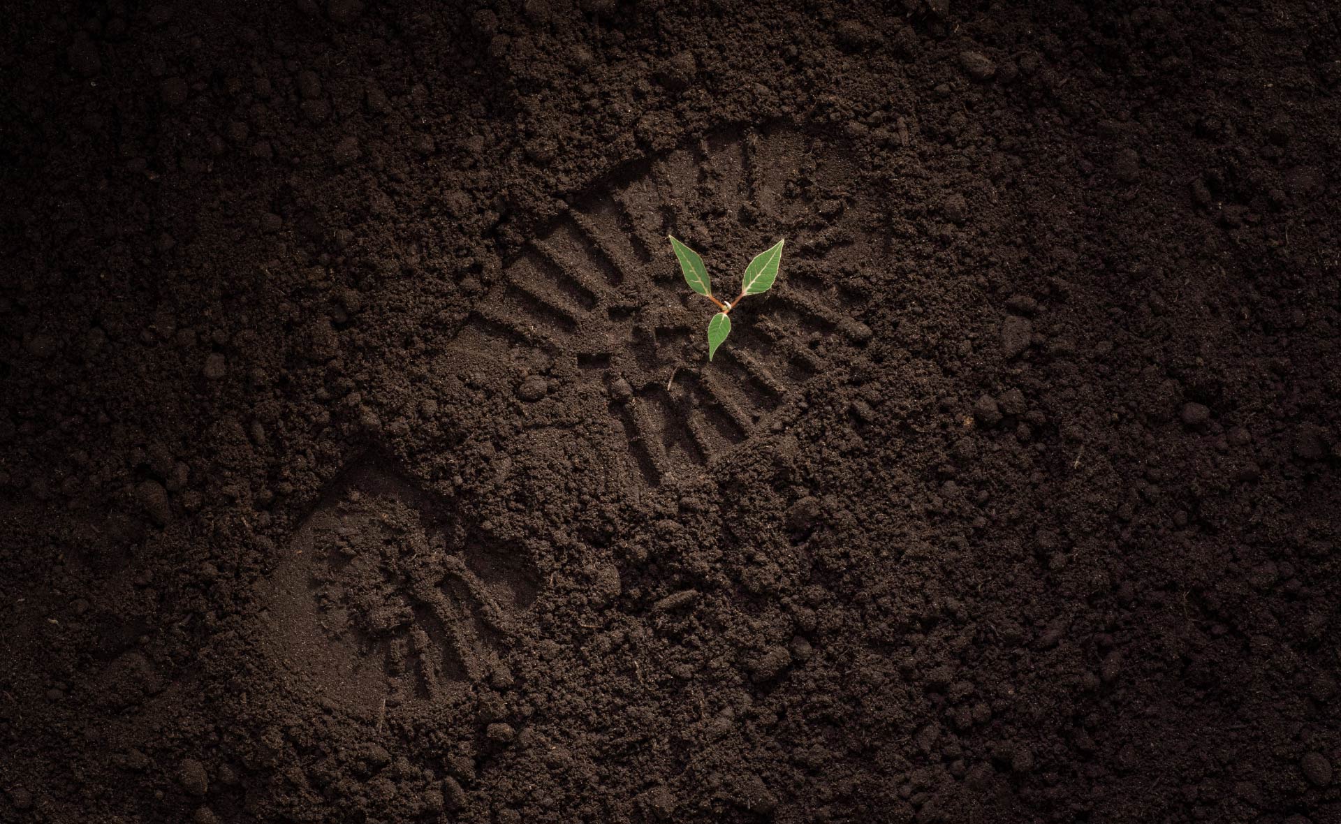 suelo_tierra-bbva-sostenibilidad-huella-tierra-naturaleza-cultivos-medioambiente-siembra- ¿Conoces el suelo por donde pisas? Es el momento de cuidarlo