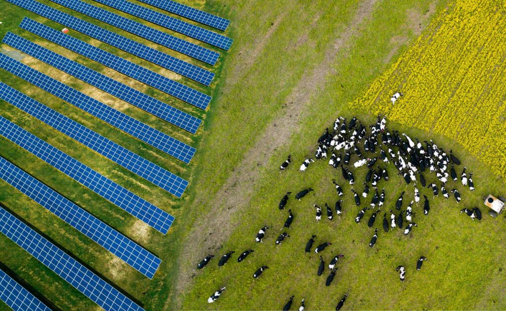 La combinación de paneles fotovoltaicos y cultivos o ganadería se ha convertido en una tendencia en los últimos años. Cada vez se ensayan más instalaciones de este tipo, denominadas agrovoltaicas, que permiten un uso compartido del suelo. Agrovoltaica: cultivos a la sombra de los paneles fotovoltaicos