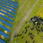 Agrovoltaica: cultivos a la sombra de los paneles fotovoltaicos