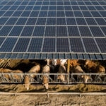 La combinación de paneles fotovoltaicos y cultivos o ganadería se ha convertido en una tendencia en los últimos años. Cada vez se ensayan más instalaciones de este tipo, denominadas agrovoltaicas, que permiten un uso compartido del suelo. Agrovoltaica: cultivos a la sombra de los paneles fotovoltaicos