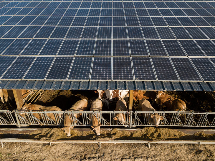 La combinación de paneles fotovoltaicos y cultivos o ganadería se ha convertido en una tendencia en los últimos años. Cada vez se ensayan más instalaciones de este tipo, denominadas agrovoltaicas, que permiten un uso compartido del suelo. Agrovoltaica: cultivos a la sombra de los paneles fotovoltaicos