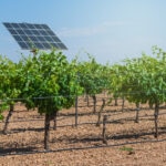 Agrovoltaica: cultivos a la sombra de los paneles fotovoltaicos