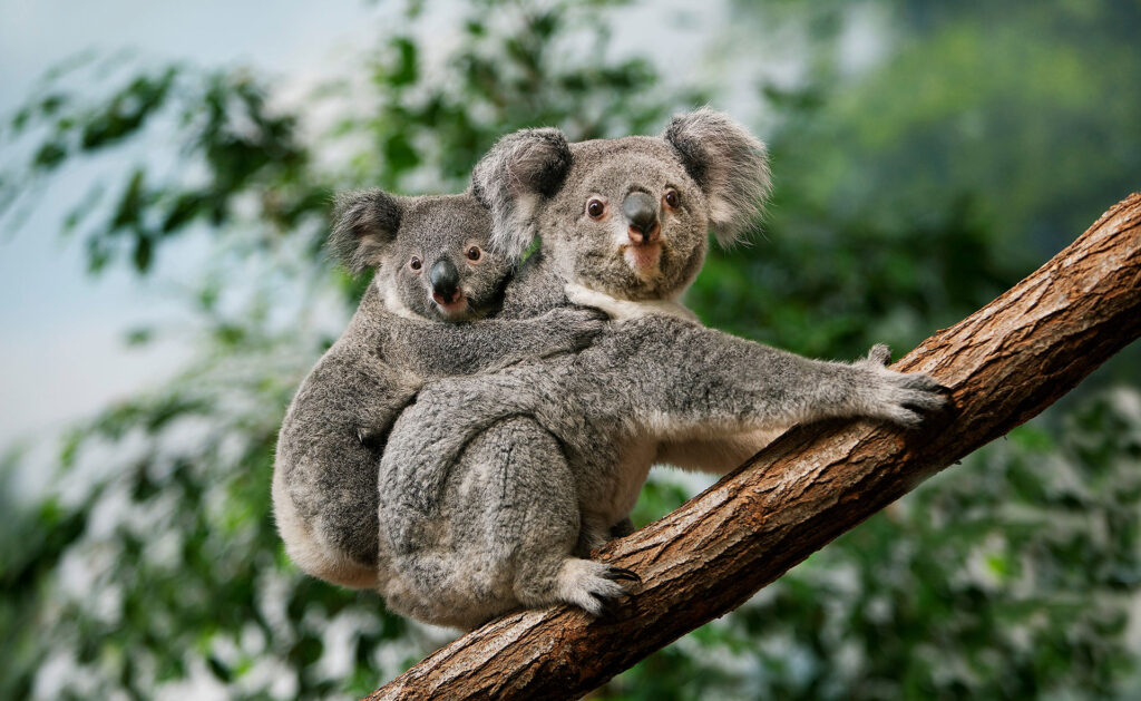Si en el pasado fue la caza indiscriminada, en el presente han sido las talas masivas de bosques y los incendios y sequías las que han llevado al koala a estar en riesgo de extinción. Australia protegerá a este marsupial icónico restaurando su hábitat y mitigando los efectos del cambio climático. Australia declara al koala especie en peligro de extinción