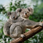 Australia declara al koala especie en peligro de extinción