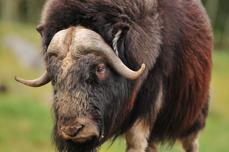 En marzo de 1872, los casi 9.000 km2 de Yellowstone, en EE. UU., se convirtieron en el primer parque nacional del planeta. Hoy existen más de 6.000 en casi 100 países. En España hay 16. El primero de ellos, lo que hoy se conoce como Picos de Europa, es de 1918. El primer parque nacional del mundo cumple 150 años