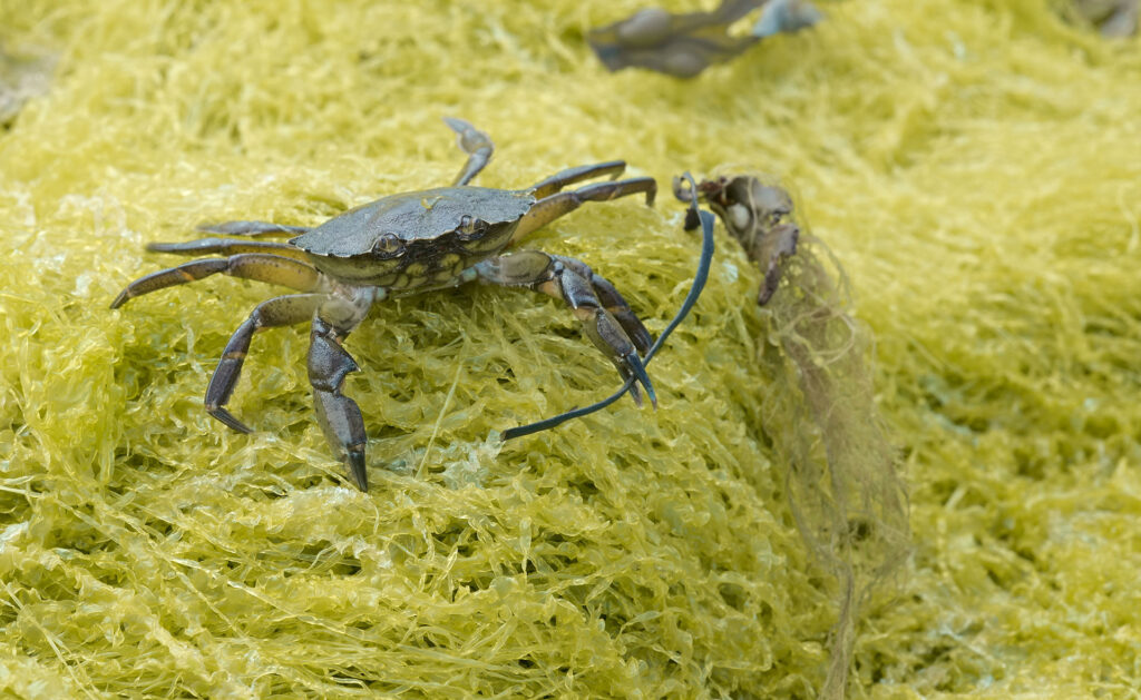 Anguilas o cangrejos verdes: ¿quiénes son los grandes supervivientes a la contaminación? -