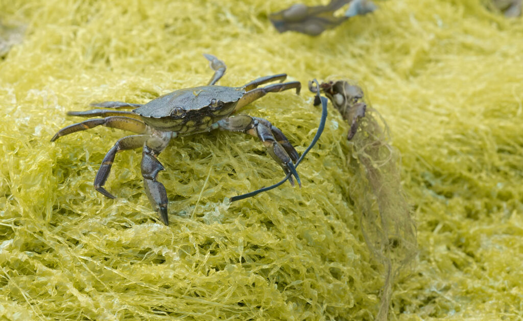 Hay especies que cuentan historias de adaptación al medioambiente. En el Támesis, en la ría de Bilbao o en el cauce del Passaid, en EE.UU, la actividad industrial y la presión humana casi convierten los ecosistemas en eriales. Ejemplos donde la degradación ha dejado paso a la restauración ecológica y, por lo tanto, a la sostenibilidad. Anguilas o cangrejos verdes: ¿quiénes son los grandes supervivientes a la contaminación? -
