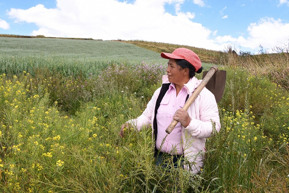 Blanca Cecilia Campos, emprendedora de la FMBBVA en Colombia, se dedica al cultivo de patatas y avena Blanca Cecilia Campos, emprendedora de la FMBBVA en Colombia, se dedica al cultivo de patatas y avena