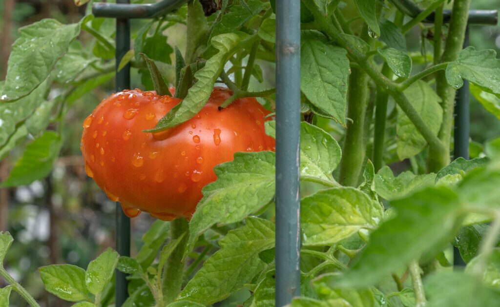 Regando y fertilizando los cultivos desde una única instalación, así funciona un equipo de fertirriego. Un sistema más sostenible que reduce costes e impacto ambiental y mejora la eficiencia de los recursos. El sector agrícola se une a la innovación para transformarse. Un impulso más para cuidar del planeta. Fertirriego, dos pasos en uno para el cultivo sostenible