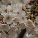 Los almendros de California, el hidrógeno y la captura de CO2