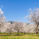 Los almendros de California, el hidrógeno y la captura de CO2