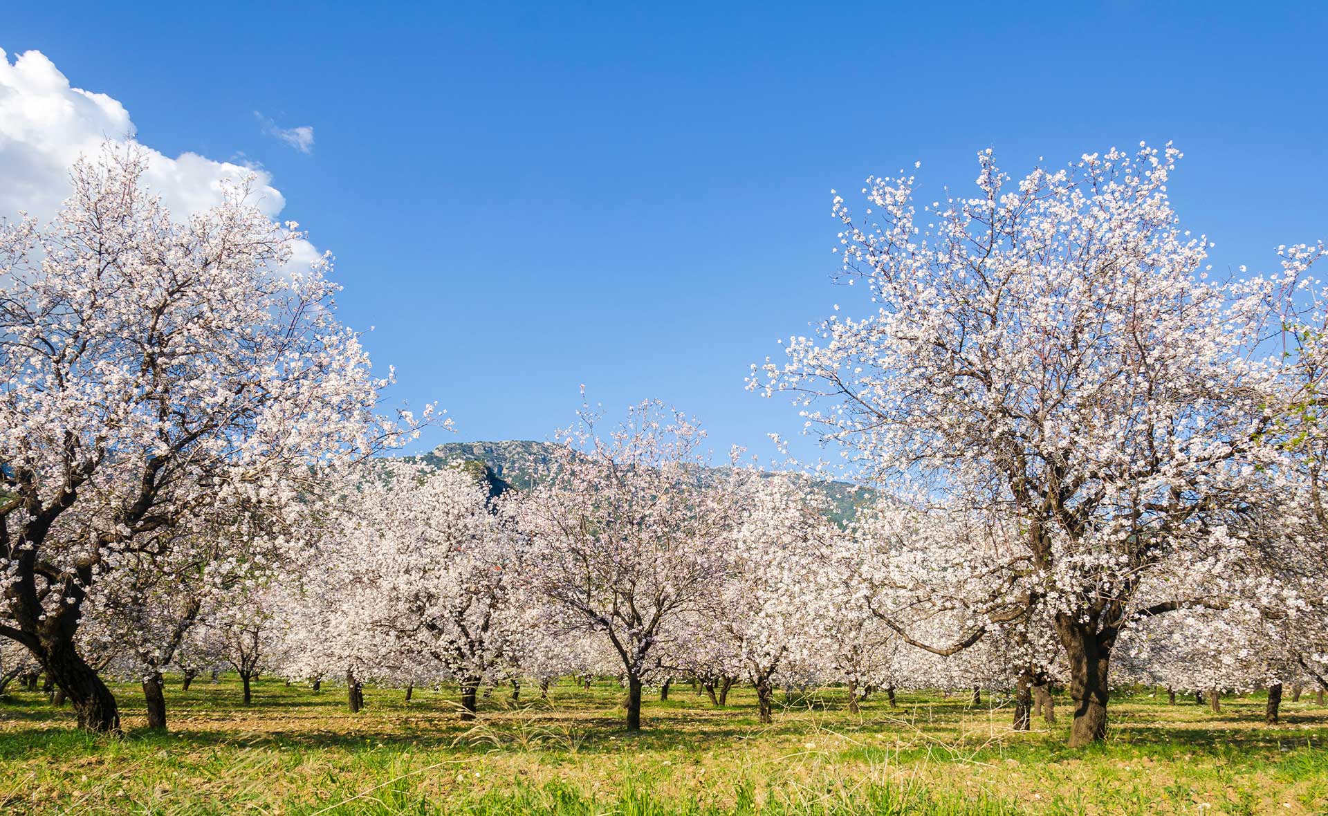Cómo usar la biomasa vegetal para generar energía y, al mismo tiempo, capturar el dióxido de carbono (CO2) antes de que se libere a la atmósfera. Una empresa de EE. UU. desarrolla una tecnología que permite separar el hidrógeno, que venderán como combustible, del dióxido de carbono, que almacenará bajo tierra. Los almendros de California, el hidrógeno y la captura de CO2