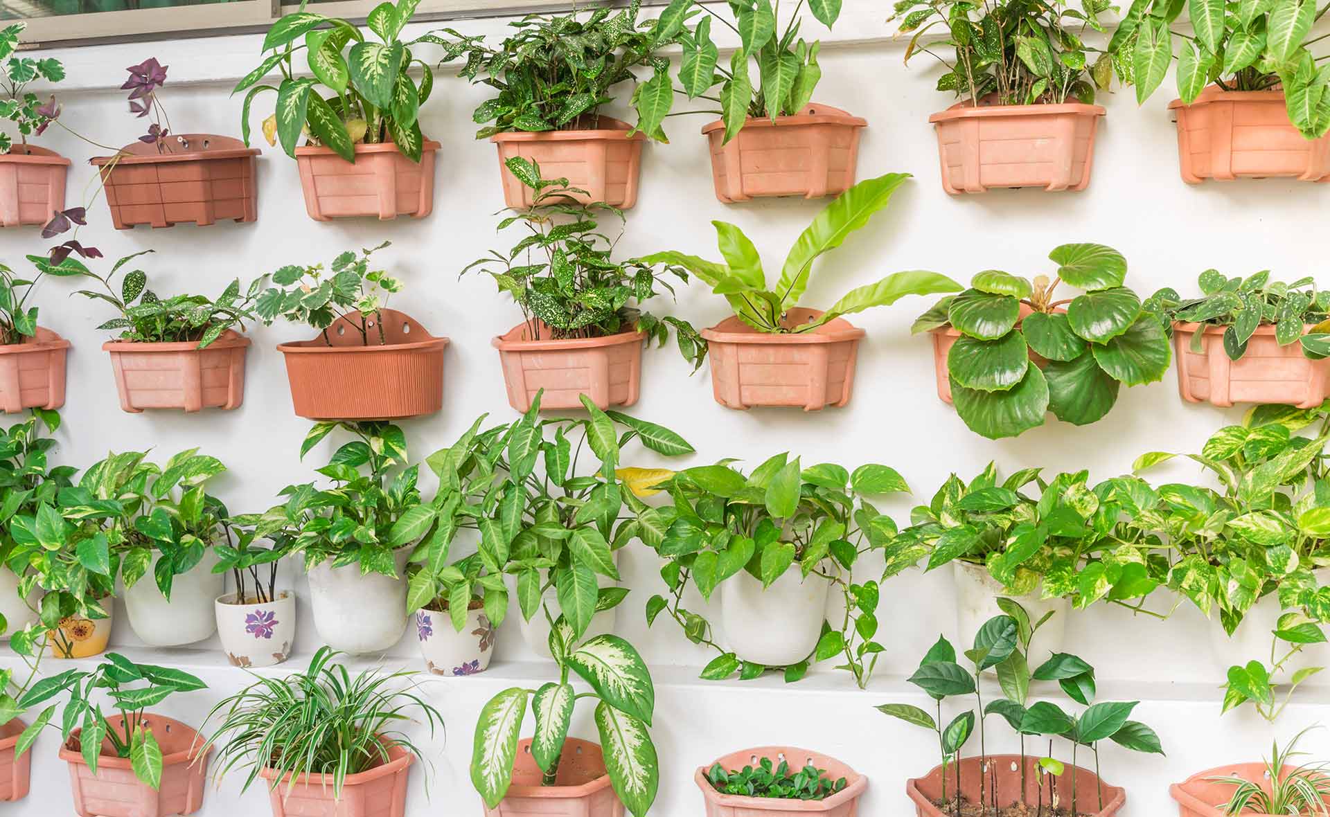 Singapur tiene un 1% de su suelo cultivado, por eso han proliferado los huertos urbanos. Y también los jardines verticales, que tapizan una ciudad repleta de rascacielos para hacerla más sostenible. En esta ciudad-estado existen 10.000 productores urbanos que cultivan el 25% de los vegetales. Singapur, un gigantesco huerto urbano en un país sin tierras