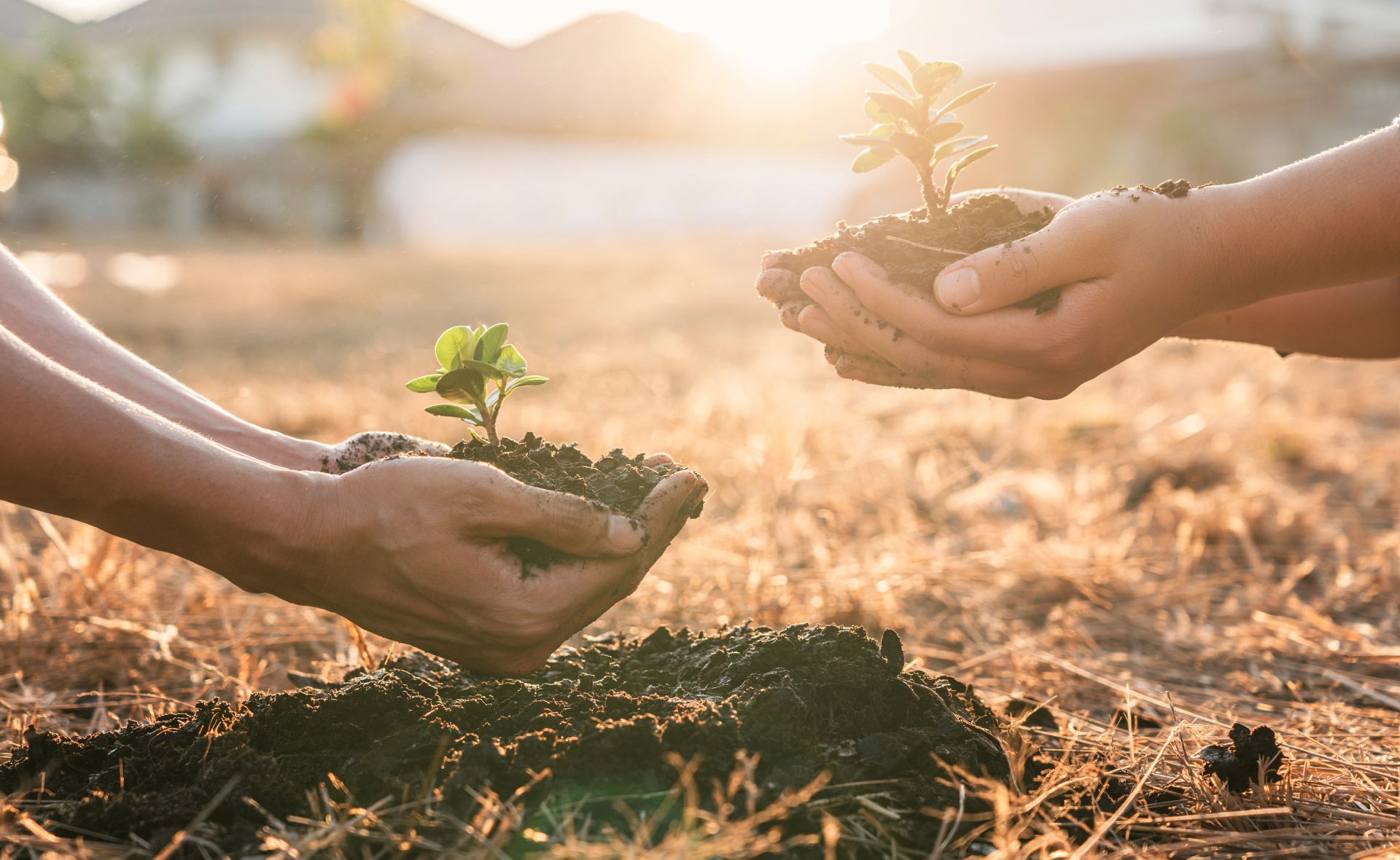 Podcast Futuro Sostenible. La reforestación, un aliado fundamental para la salud de nuestro planeta