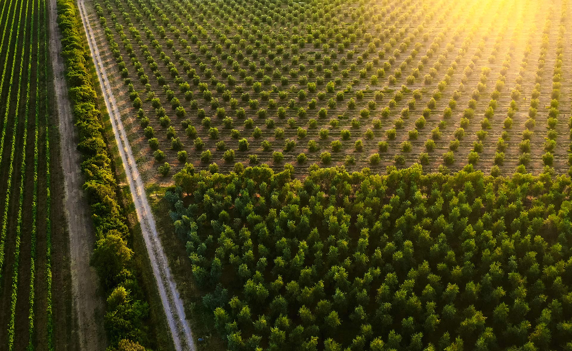 El viñedo ecológico sigue ganando terreno: respetuoso con el planeta sin perder calidad