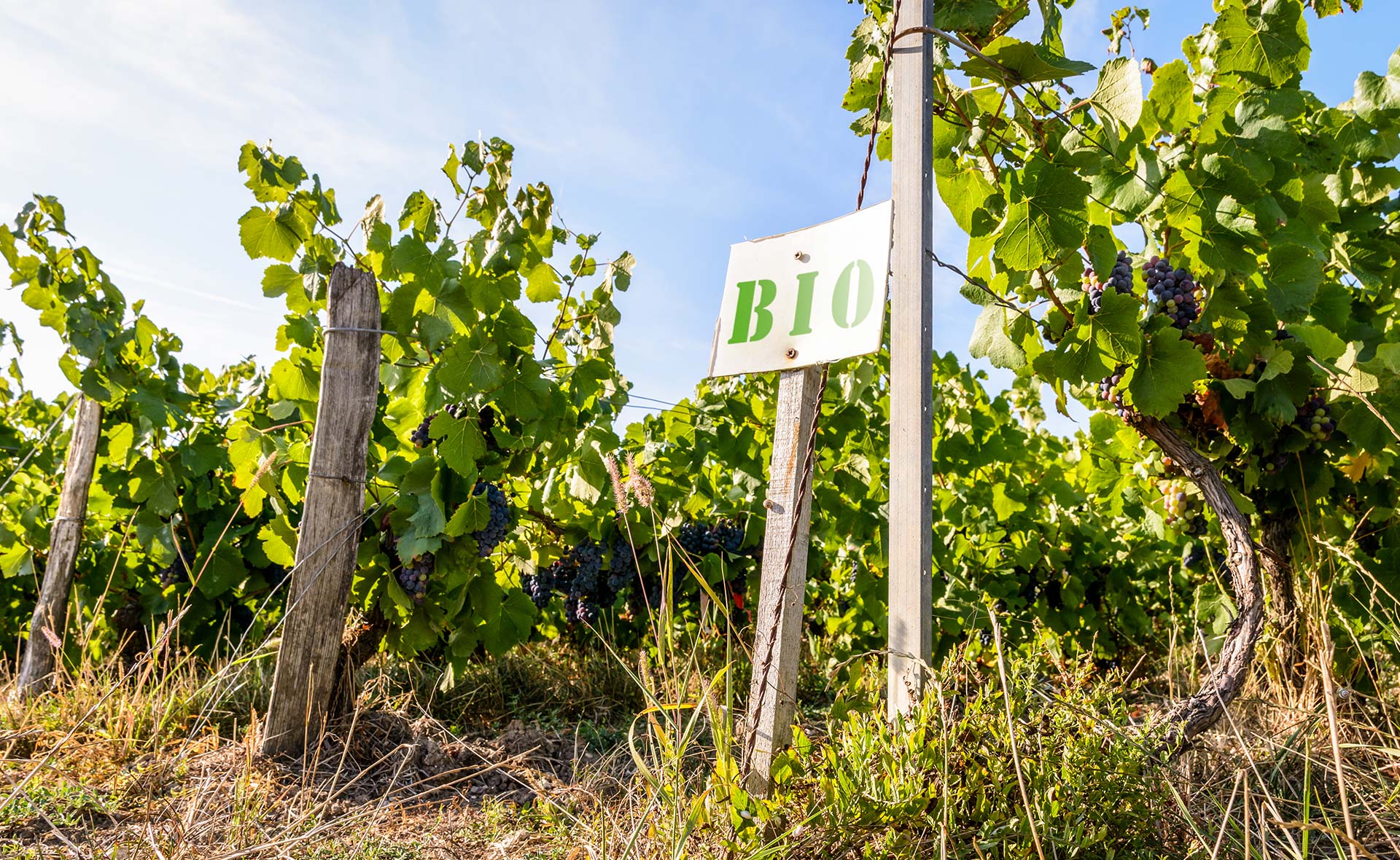 El viñedo ecológico sigue ganando terreno: respetuoso con el planeta sin perder calidad