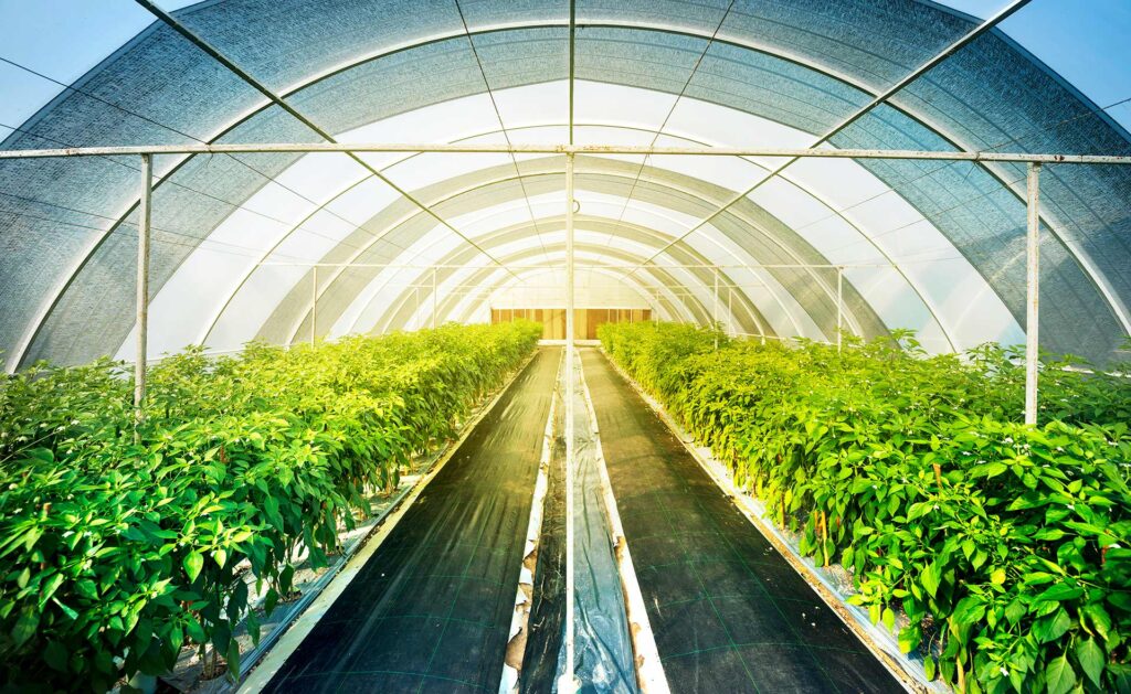 La agricultura protegida minimiza el impacto de las condiciones adversas del clima protegiendo los cultivos con túneles, mallas o invernaderos, lo que supone ahorro energético, de agua y fertilizantes. En Latinoamérica estas técnicas apuntalan la sostenibilidad y la seguridad alimentaria. ¿Qué es la agricultura protegida y cómo contribuye a la sostenibilidad de la producción?