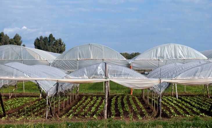 La agricultura protegida minimiza el impacto de las condiciones adversas del clima protegiendo los cultivos con túneles, mallas o invernaderos, lo que supone ahorro energético, de agua y fertilizantes. En Latinoamérica estas técnicas apuntalan la sostenibilidad y la seguridad alimentaria. ¿Qué es la agricultura protegida y cómo contribuye a la sostenibilidad de la producción?
