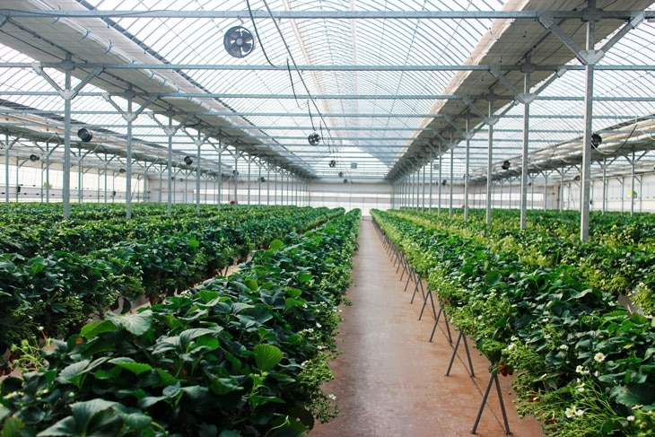 La agricultura protegida minimiza el impacto de las condiciones adversas del clima protegiendo los cultivos con túneles, mallas o invernaderos, lo que supone ahorro energético, de agua y fertilizantes. En Latinoamérica estas técnicas apuntalan la sostenibilidad y la seguridad alimentaria. ¿Qué es la agricultura protegida y cómo contribuye a la sostenibilidad de la producción?