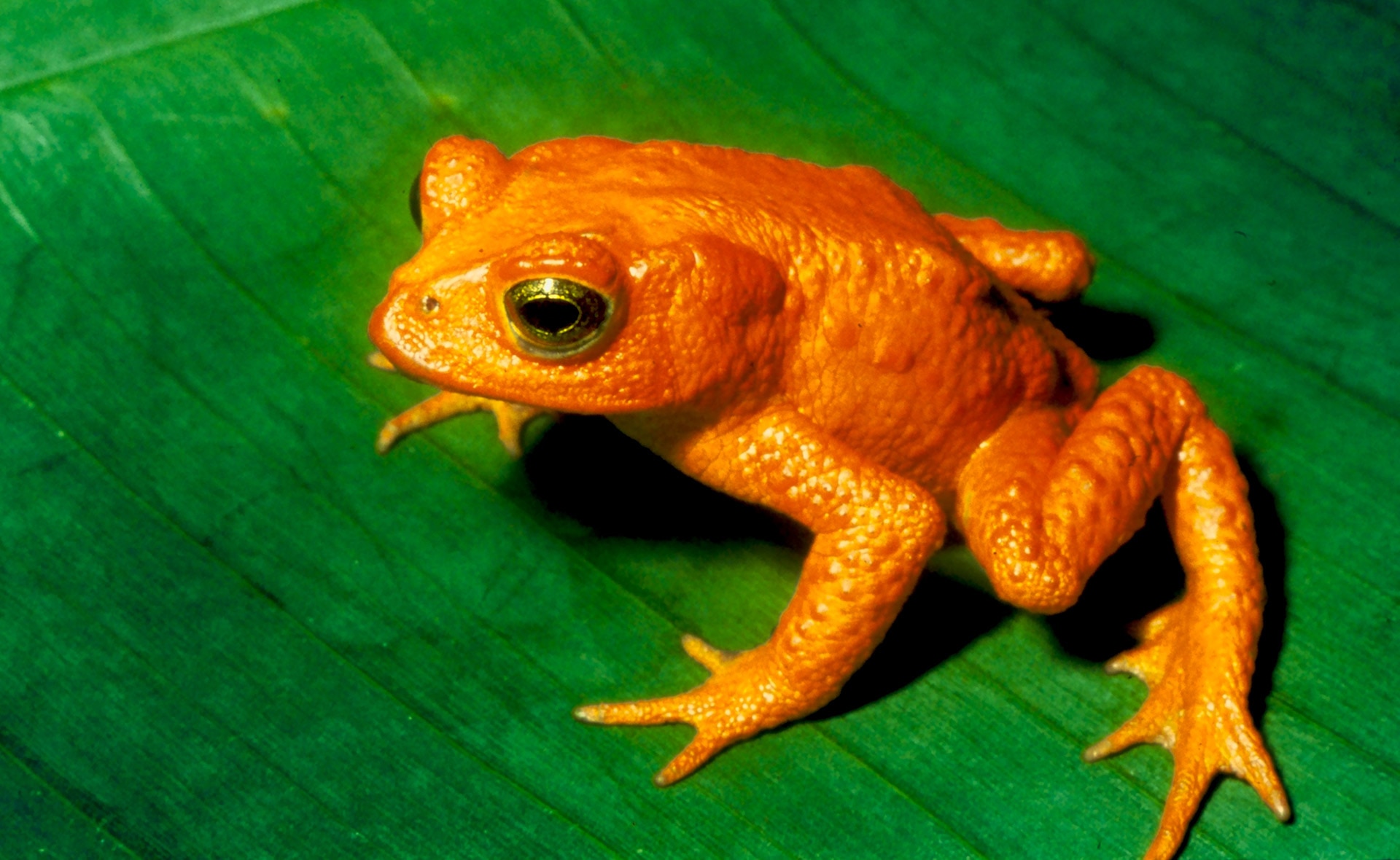La ONU acaba de reconocer las tres primeras extinciones de animales por culpa del cambio climático. El ascenso del nivel del mar, una ola de calor y cambios en el ecosistema están detrás de su desaparición. Las tres primeras especies extinguidas por el cambio climático