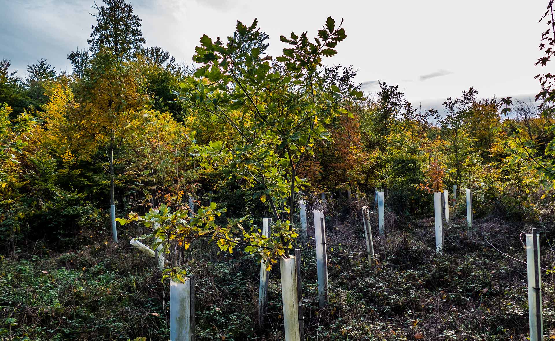 Los árboles absorben un tercio del dióxido de carbono (CO2) que los humanos generamos y al mismo tiempo son emisores. La reforestación es positiva, pero hacerla sin control puede tener un impacto indeseado sobre la biodiversidad. Reforestar ayuda pero no es la única solución para absorber CO2