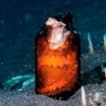 Los pulpos y la basura: así interfieren los desechos en la vida submarina