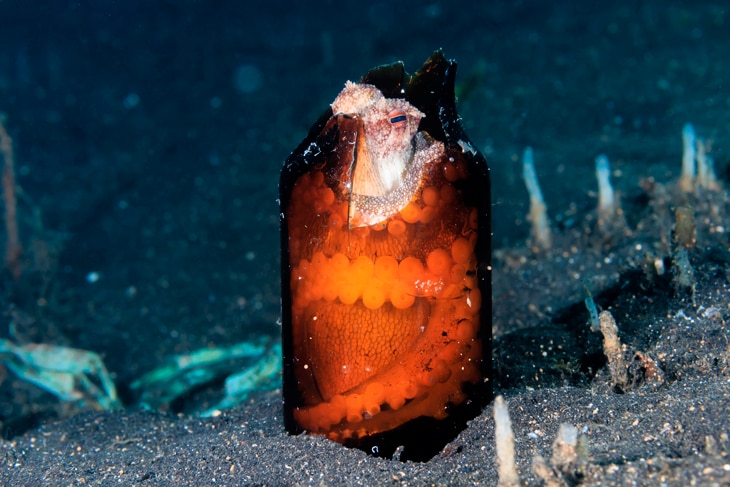 Los pulpos empiezan a utilizar para cobijarse o poner sus huevos residuos como latas o botellas. Oceanógrafos y biólogos lo han constatado en 24 especies de cefalópodos. Creen que la gran abundancia de basura en el océano y la escasez de conchas marinas les lleva a cambiar de hábitos, lo que afecta a la sostenibilidad submarina. Los pulpos y la basura: así interfieren los desechos en la vida submarina