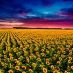 La dependencia de España de las importaciones de productos alimenticios que proceden de Ucrania es importante. En el caso del maíz, España importa de ese país una media de 2,7 millones de toneladas al año y 233.000 de torta de girasol. Aunque se han flexibilizado las medidas para comprar en otros países, el suministro y la seguridad alimentaria se verán dañados. Cómo afecta la guerra en Ucrania al abastecimiento de cereales y otros alimentos en España