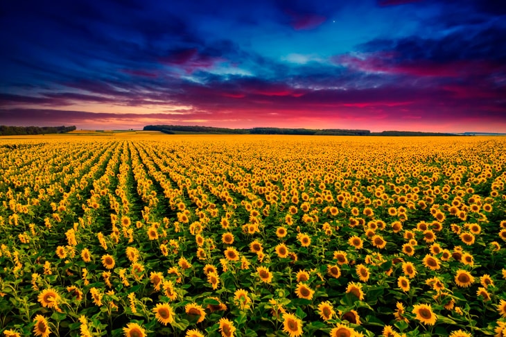 La dependencia de España de las importaciones de productos alimenticios que proceden de Ucrania es importante. En el caso del maíz, España importa de ese país una media de 2,7 millones de toneladas al año y 233.000 de torta de girasol. Aunque se han flexibilizado las medidas para comprar en otros países, el suministro y la seguridad alimentaria se verán dañados. Cómo afecta la guerra en Ucrania al abastecimiento de cereales y otros alimentos en España