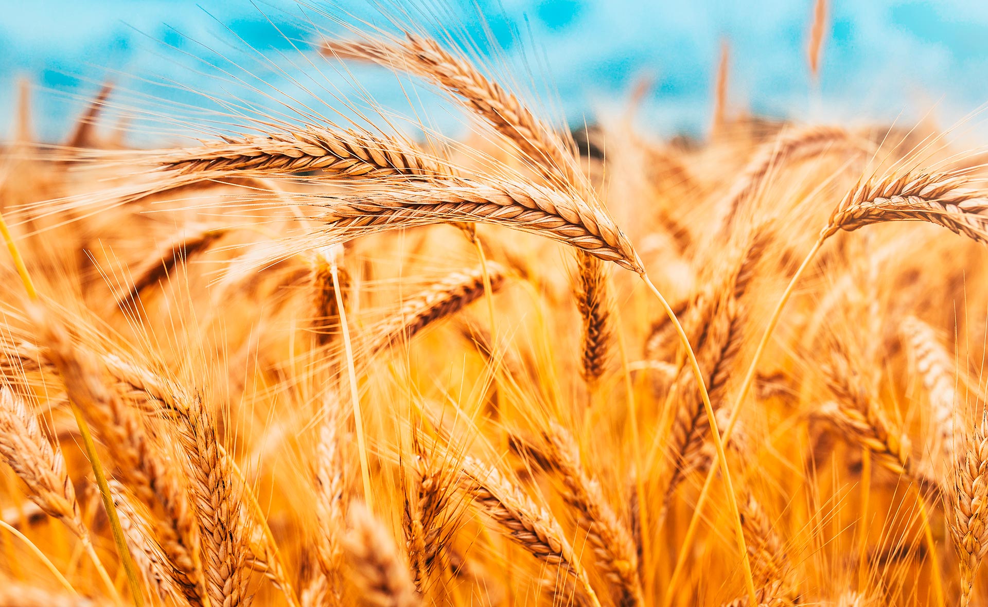 La dependencia de España de las importaciones de productos alimenticios que proceden de Ucrania es importante. En el caso del maíz, España importa de ese país una media de 2,7 millones de toneladas al año y 233.000 de torta de girasol. Aunque se han flexibilizado las medidas para comprar en otros países, el suministro y la seguridad alimentaria se verán dañados. Cómo afecta la guerra en Ucrania al abastecimiento de cereales y otros alimentos en España