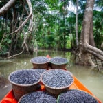 Los indígenas son los mejores guardianes de la biodiversidad