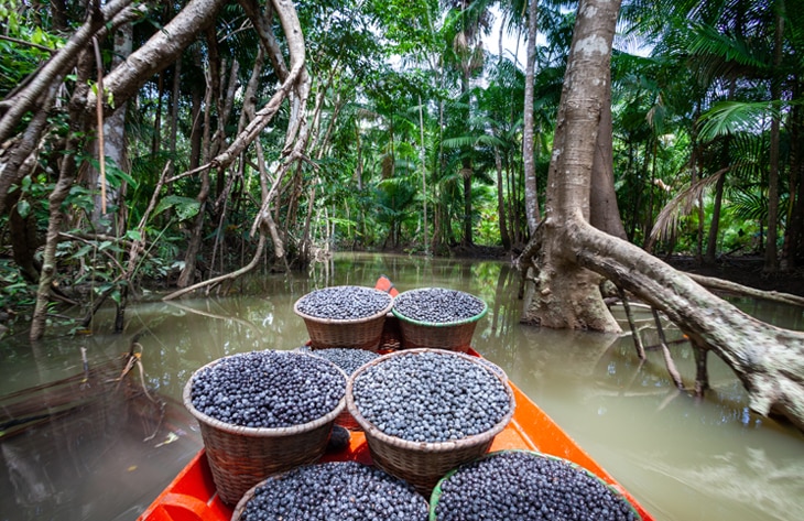 Los indígenas son los mejores guardianes de la biodiversidad Los indígenas son los mejores guardianes de la biodiversidad
