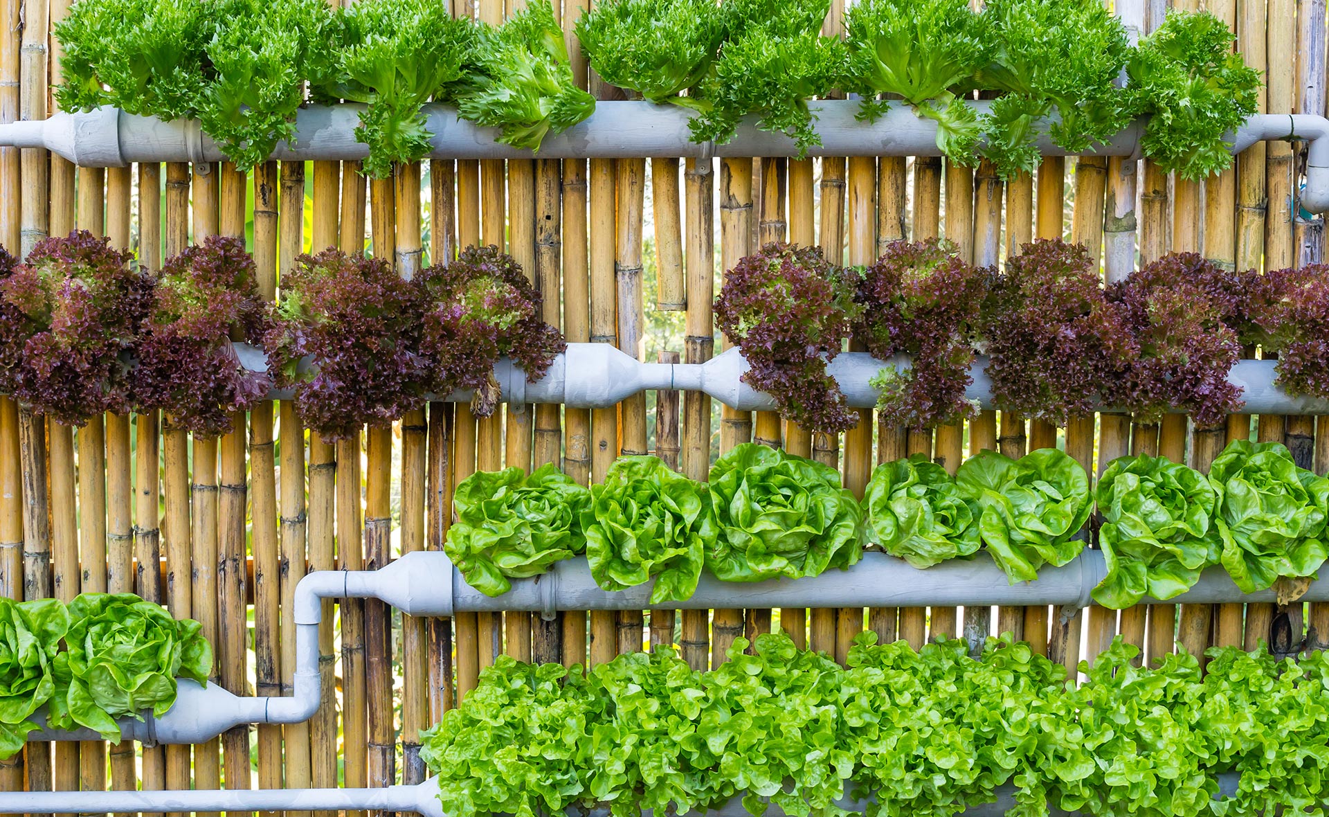 Un huerto de jardín en una casa con espacio verde, uno urbano de terraza, balcón o azotea, también huertos verticales dispuestos a lo alto y no a lo ancho... Con luz solar, ventilación y un poco de espacio, el autoconsumo de hortalizas caseras es perfectamente viable. Tipos de huertos para cultivar en casa y los beneficios que aportan