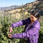 Qué son los microseguros: protección social y sanitaria por menos de cuatro euros al mes