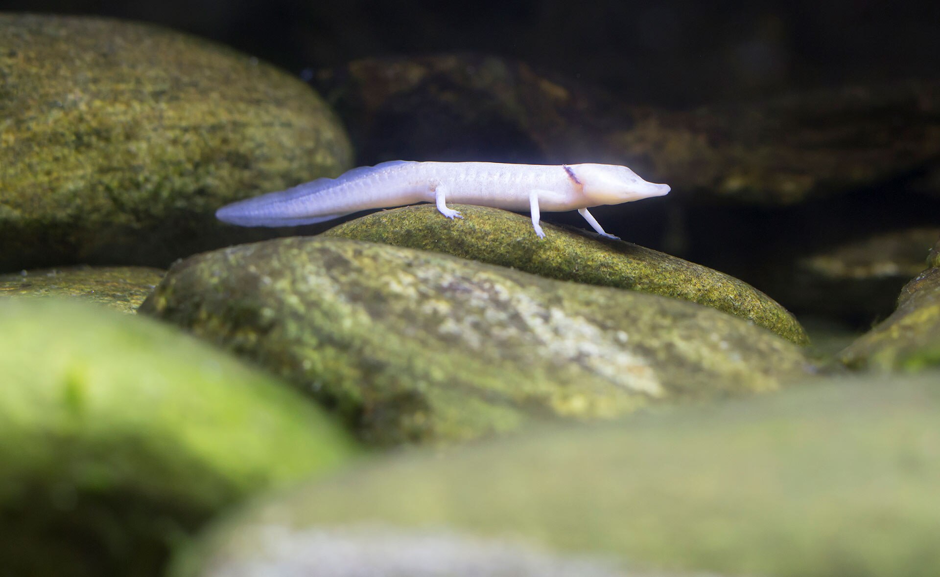 En los últimos años se han redescubierto muchas especies que se creían desaparecidas para siempre. Es el llamado ‘efecto Lázaro’. Investigadores con presencia en más de 50 países han vuelto a encontrar ocho de las 25 más buscadas, entre ellas un pájaro neozelandés y un pez colombiano. Una buena noticia para la sostenibilidad del mundo. Ocho especies de animales perdidas que han sido reencontradas