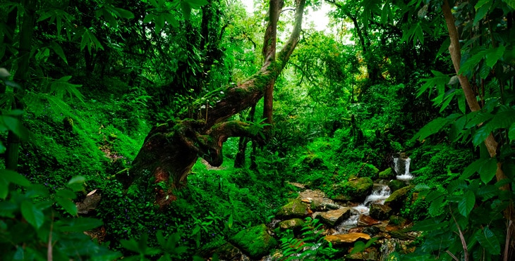 BBVA-planeta-bosques-tropicales-int1