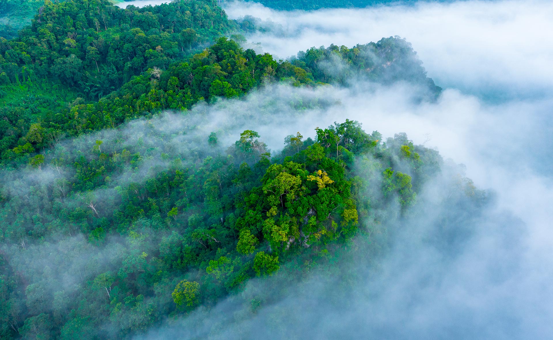 BBVA-planeta-bosques-tropicales