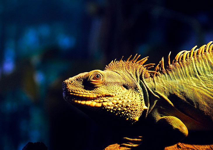 Más de 1.800 especies de reptiles están en peligro de extinción