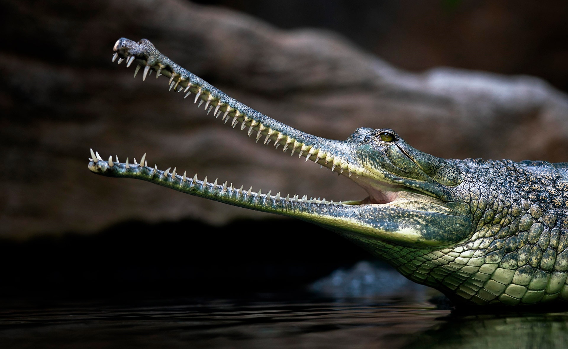 Más de 1.800 especies de reptiles están en peligro de extinción