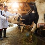 Eco-empresas: la importancia de tomar decisiones verdes y sostenibles.