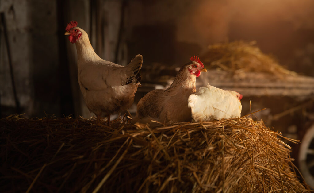 Auge y futuro de las granjas ecológicas: bienestar animal para una dieta más sostenible