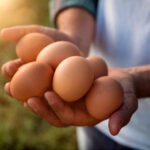 Auge y futuro de las granjas ecológicas: bienestar animal para una dieta más sostenible