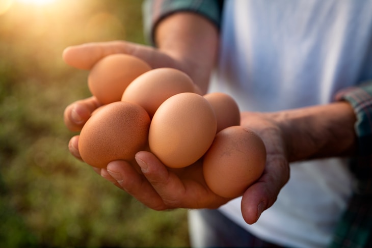 Al cuidar mejor de los animales, cuidan mejor de los consumidores. Las granjas ecológicas aplican criterios de bienestar animal y producción orgánica para generar alimentos más saludables y respetuosos con el medioambiente. Una tendencia que crece y revaloriza el campo. Auge y futuro de las granjas ecológicas: bienestar animal para una dieta más sostenible