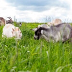 Auge y futuro de las granjas ecológicas: bienestar animal para una dieta más sostenible