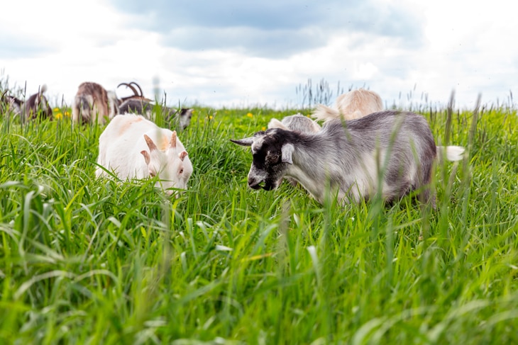 Al cuidar mejor de los animales, cuidan mejor de los consumidores. Las granjas ecológicas aplican criterios de bienestar animal y producción orgánica para generar alimentos más saludables y respetuosos con el medioambiente. Una tendencia que crece y revaloriza el campo. Auge y futuro de las granjas ecológicas: bienestar animal para una dieta más sostenible