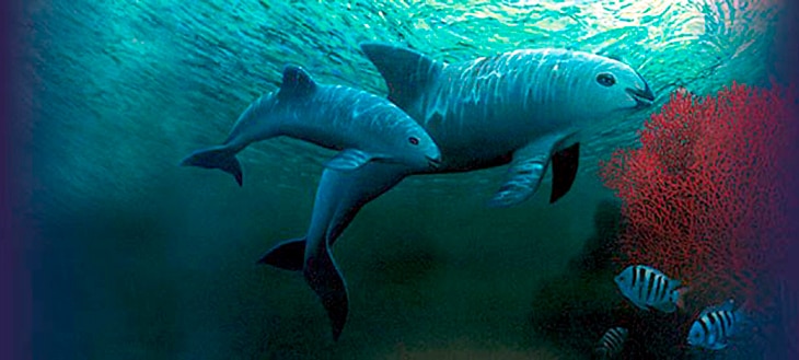 Es el mamífero marino más amenazado del planeta, apenas quedan diez ejemplares en las aguas del golfo de California. La pesca ilegal, la captura accidental y la degradación de su hábitat han convertido a la vaquita marina en un símbolo de la crisis de la biodiversidad. ¿Hay esperanza para la vaquita marina?